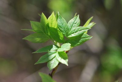 Staphylea pinnata - klokoč zpeřený listy